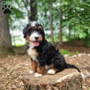 Sailor, Mini Bernedoodle Puppy