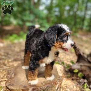 Sailor, Mini Bernedoodle Puppy