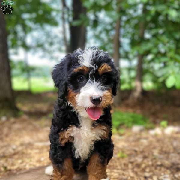 Sailor, Mini Bernedoodle Puppy