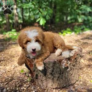 Sandy, Mini Bernedoodle Puppy