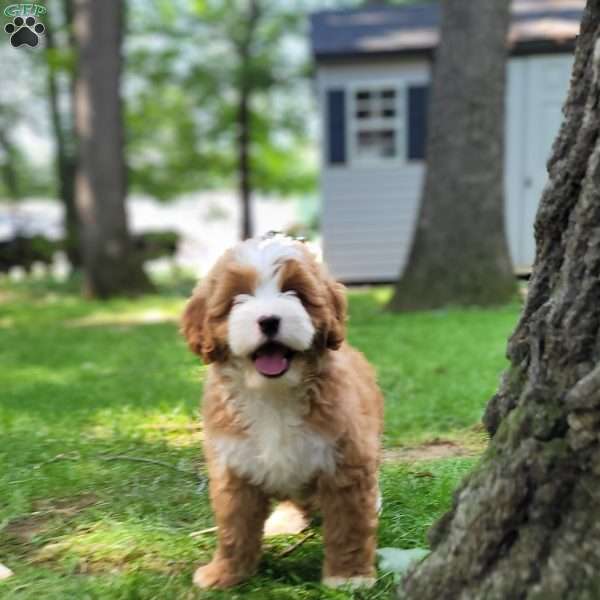 Sandy, Mini Bernedoodle Puppy