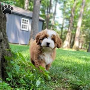 Sandy, Mini Bernedoodle Puppy