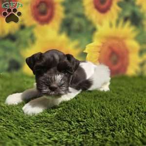 Wally, Miniature Schnauzer Puppy