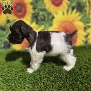 Wally, Miniature Schnauzer Puppy