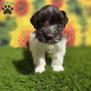 Wally, Miniature Schnauzer Puppy
