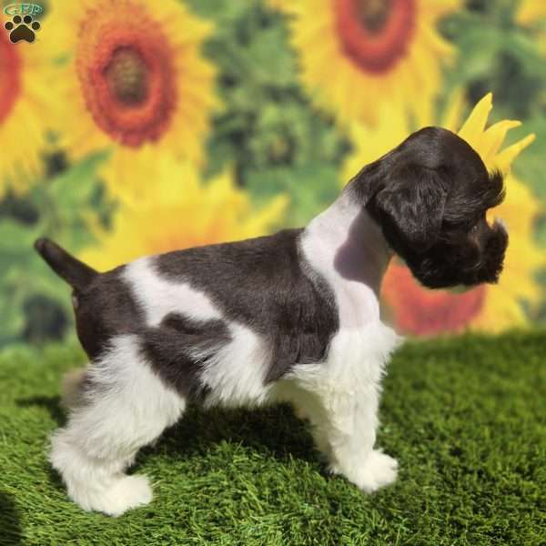 Wally, Miniature Schnauzer Puppy