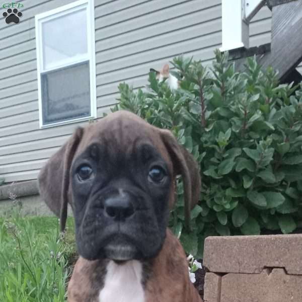 Diesel, Boxer Puppy