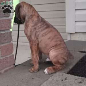 Diesel, Boxer Puppy