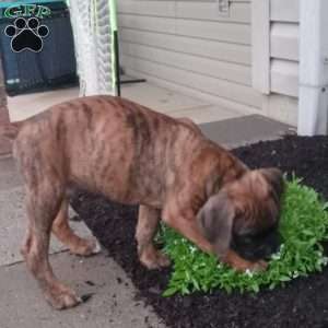 Diesel, Boxer Puppy
