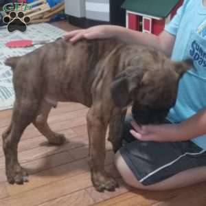 Diesel, Boxer Puppy