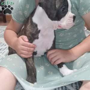 Diamond, Boxer Puppy
