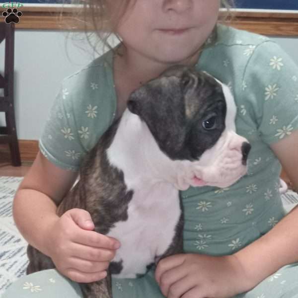 Diamond, Boxer Puppy