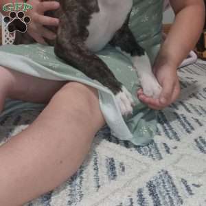 Diamond, Boxer Puppy