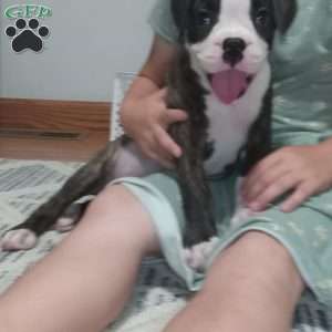 Diamond, Boxer Puppy