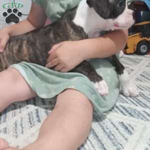 Diamond, Boxer Puppy