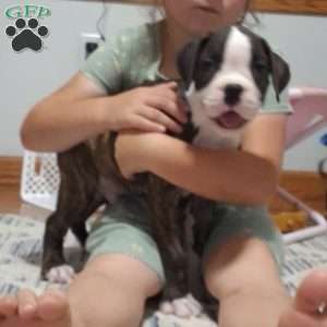 Diamond, Boxer Puppy