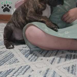 Duke, Boxer Puppy