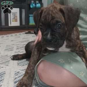 Duke, Boxer Puppy