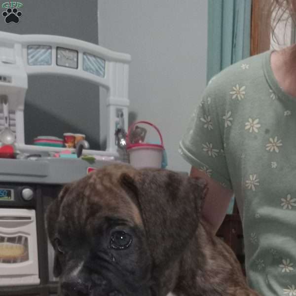 Duke, Boxer Puppy