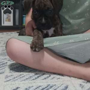 Duke, Boxer Puppy