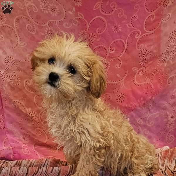 Little Flower, Forever Puppy