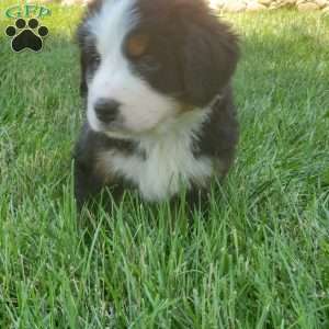 GIGI, Bernese Mountain Dog Puppy