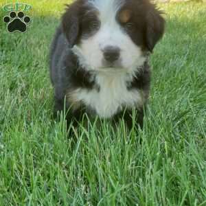 GIGI, Bernese Mountain Dog Puppy