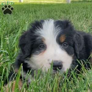 GIGI, Bernese Mountain Dog Puppy
