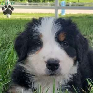GIGI, Bernese Mountain Dog Puppy