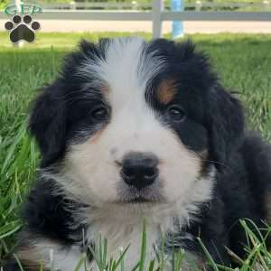 GIGI, Bernese Mountain Dog Puppy