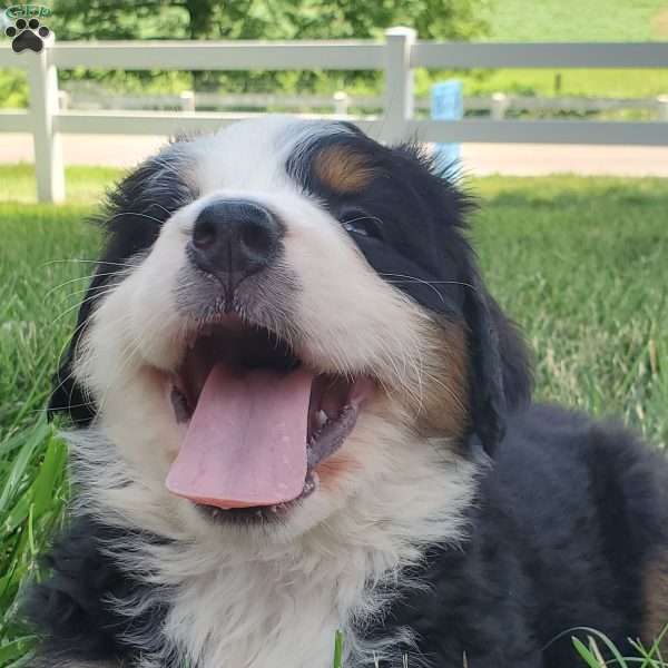 GIGI, Bernese Mountain Dog Puppy