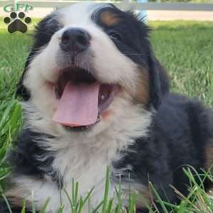 GIGI, Bernese Mountain Dog Puppy