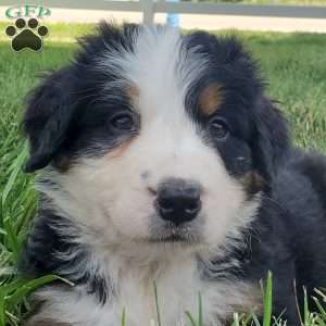 GIGI, Bernese Mountain Dog Puppy
