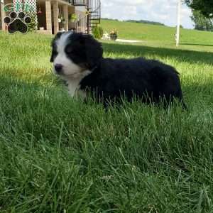 GIGI, Bernese Mountain Dog Puppy