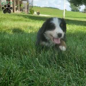 GIGI, Bernese Mountain Dog Puppy