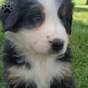 GIGI, Bernese Mountain Dog Puppy