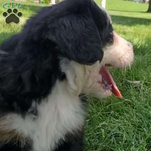 GIGI, Bernese Mountain Dog Puppy