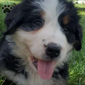 GIGI, Bernese Mountain Dog Puppy