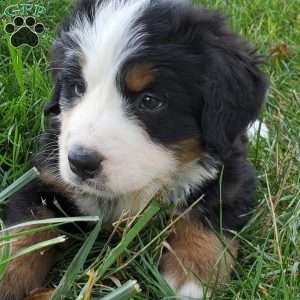 GIGI, Bernese Mountain Dog Puppy