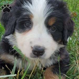 GIGI, Bernese Mountain Dog Puppy