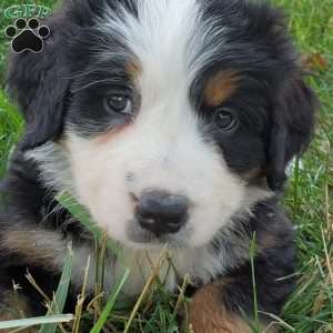GIGI, Bernese Mountain Dog Puppy