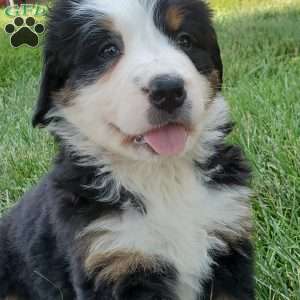 GIGI, Bernese Mountain Dog Puppy