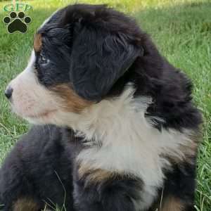 GIGI, Bernese Mountain Dog Puppy