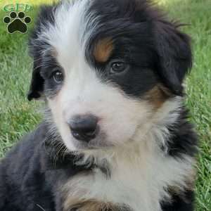 GIGI, Bernese Mountain Dog Puppy