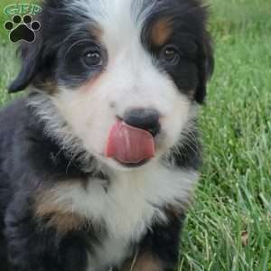 GIGI, Bernese Mountain Dog Puppy
