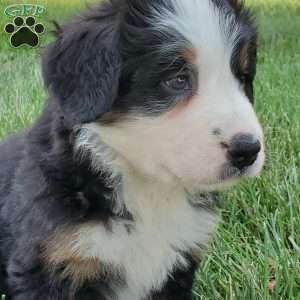 GIGI, Bernese Mountain Dog Puppy