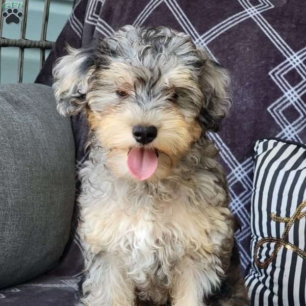 Summer, Mini Schnoodle Puppy