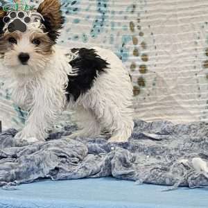 Tikko, Yorkie Puppy