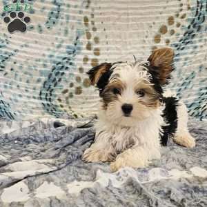 Tikko, Yorkie Puppy