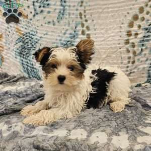 Tikko, Yorkie Puppy